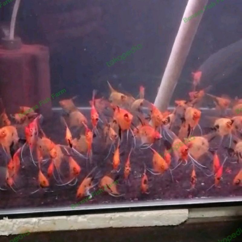 Manfish Red Devil 2.5 - 3 Centimeter- ETALASE