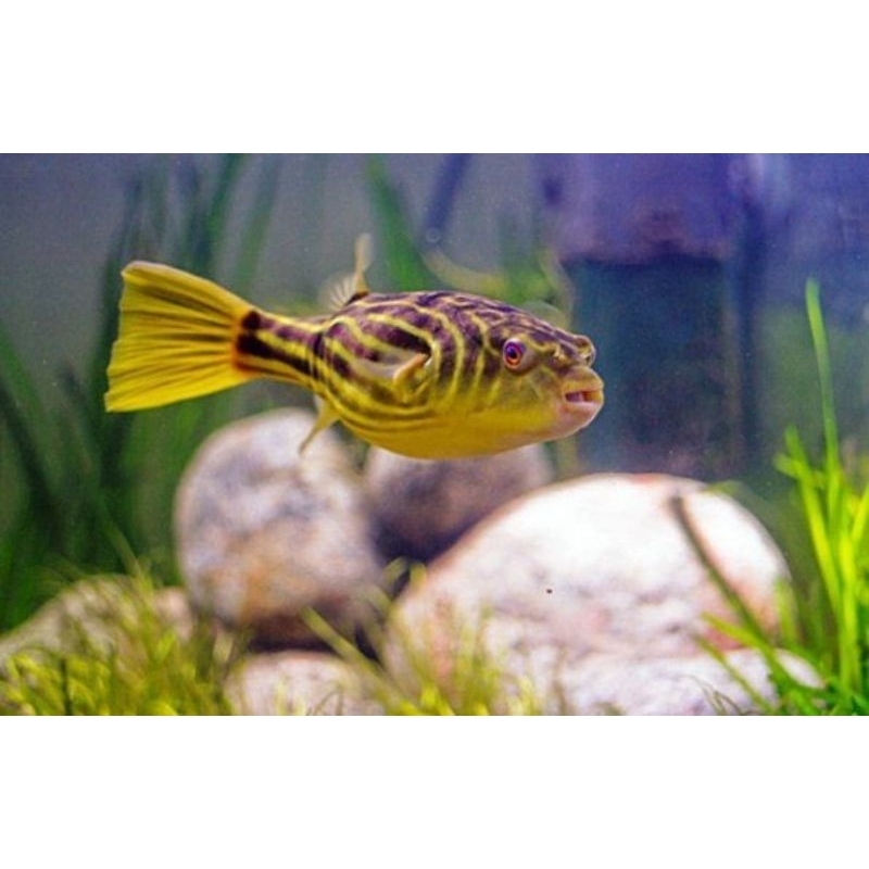 Fahaka Puffer Buntal Fahaka 2-3 Cm