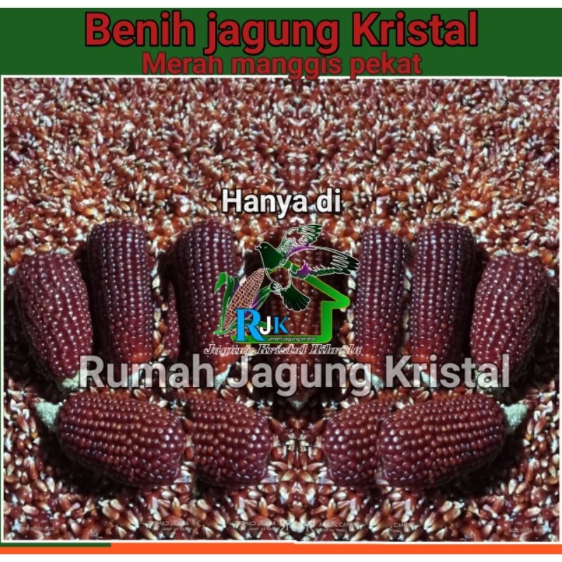 Beni jagung kristal Merah manggis pekat