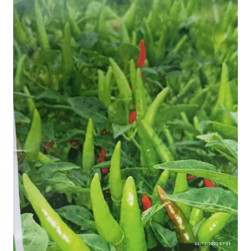 10gram Bibit cabe Rawit PANCA rawit hijau buah tegak Cabe Panca kemasan pabrik original