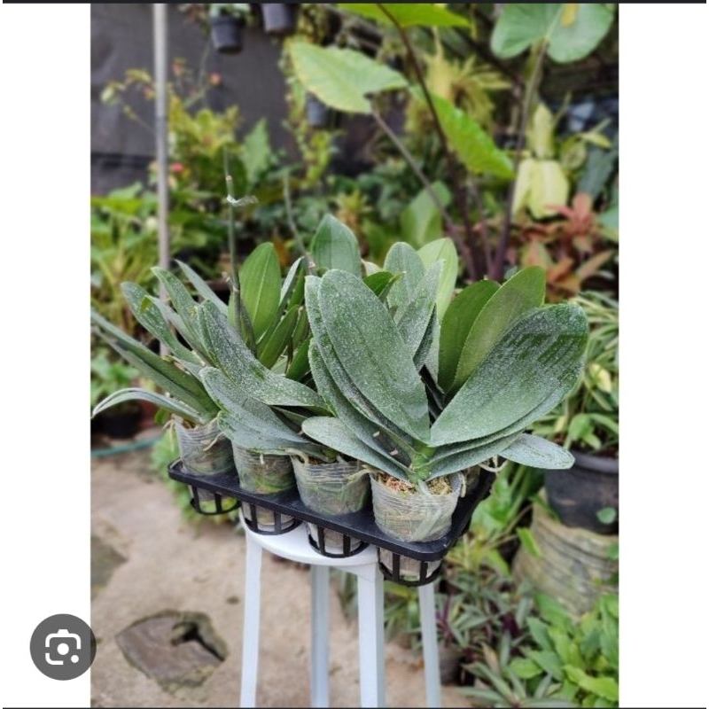 angbul dewasa siap bunga 60k