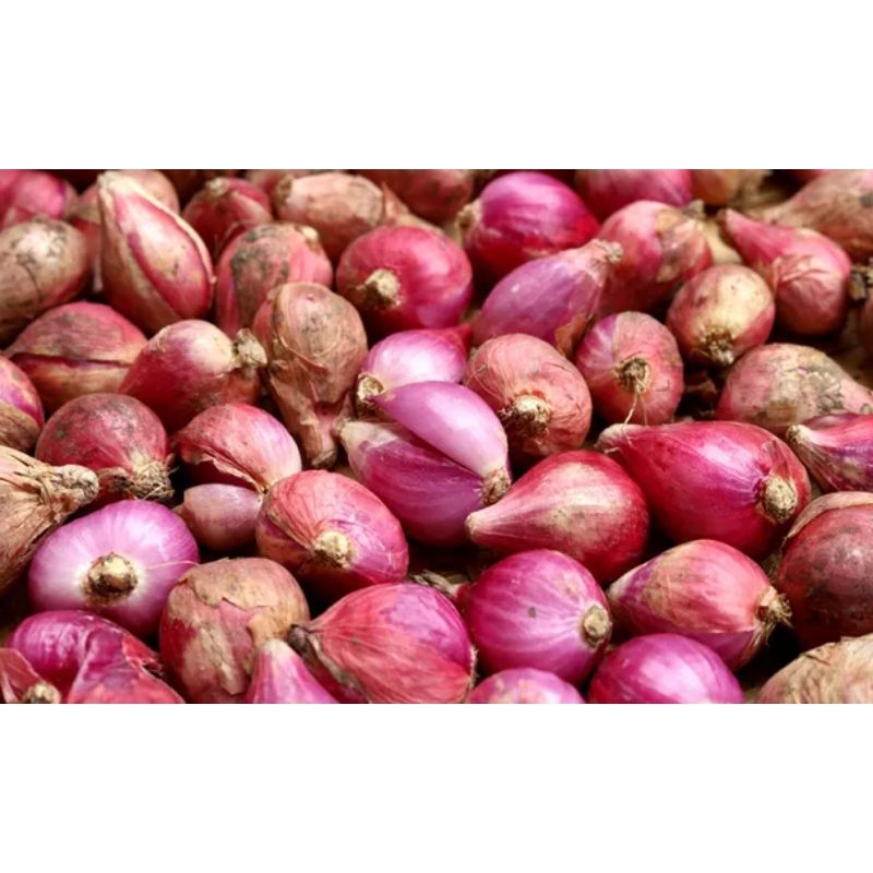 

Bawang Merah Brebes Asli Ukuran Sedang / Tanggung
