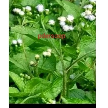 

daun bandotan babadotan segar no pestisida