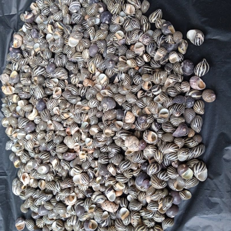 Cangkang kerang keong Turbo/1000grm