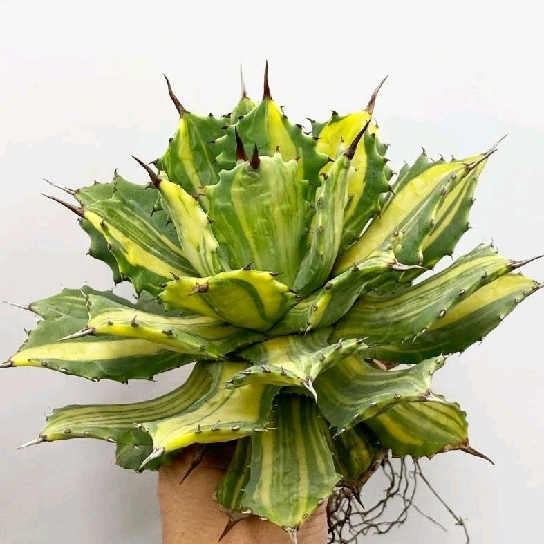 Agave isthmensis varigata