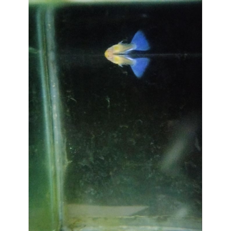 

kardus Guppy blue sky