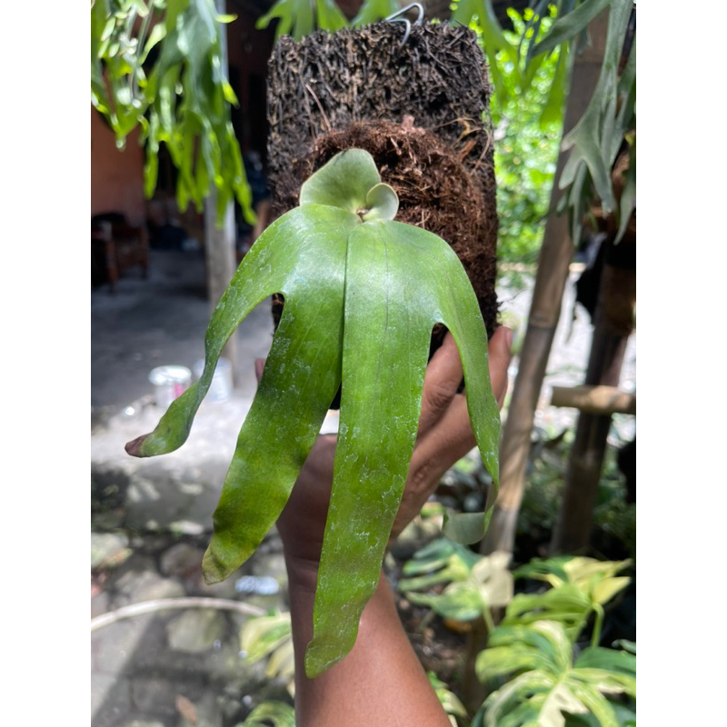 platycerium artemis remaja