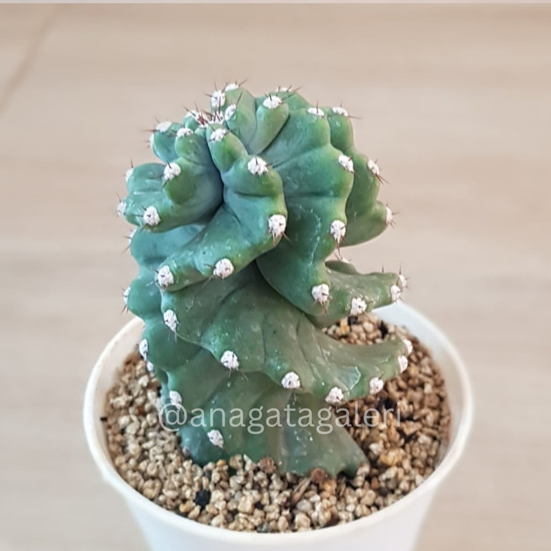 Cereus Forbesii Spiralis O | Kaktus Gymno Euphorbia