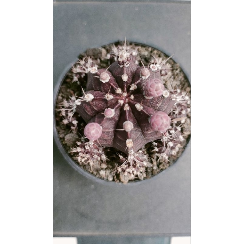 kaktus gymno blackcup ownroot