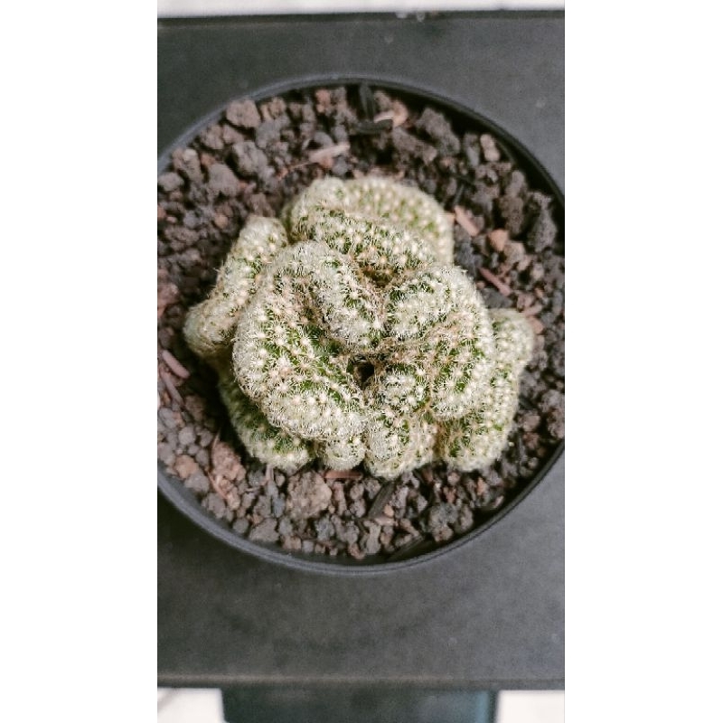 longata cristata