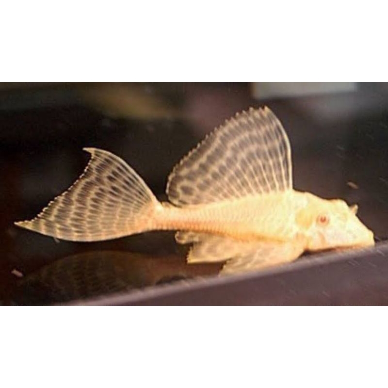 Albino Gibbiceps Sailfin Pleco L083 size 2,5 CM paket 5/10/15/20
