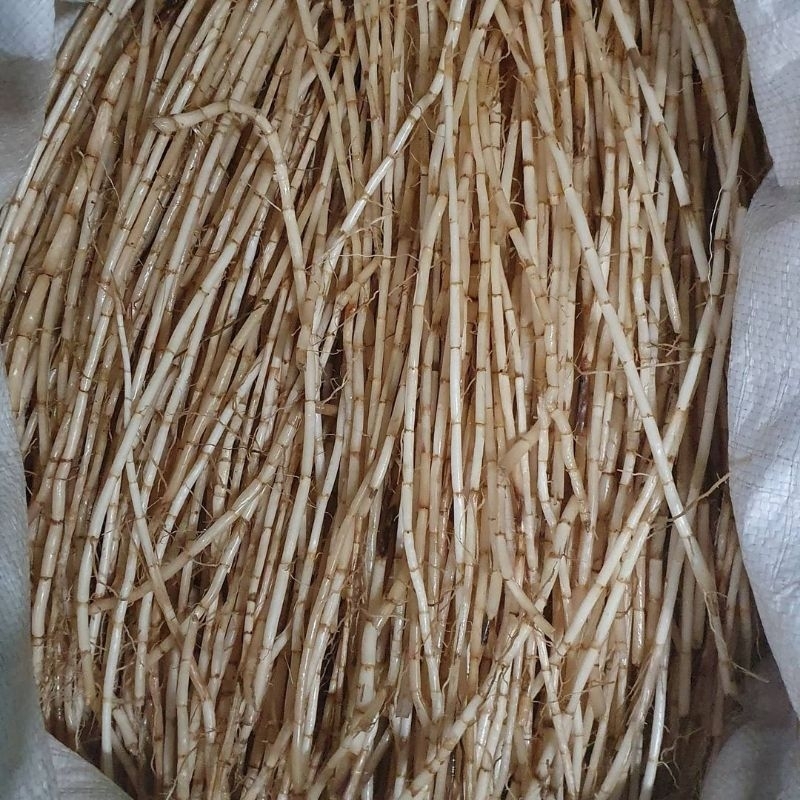 

Akar Alang-alang Segar 1KG/Akar Ilalang/Akar Alang Alang/Akar Eurih