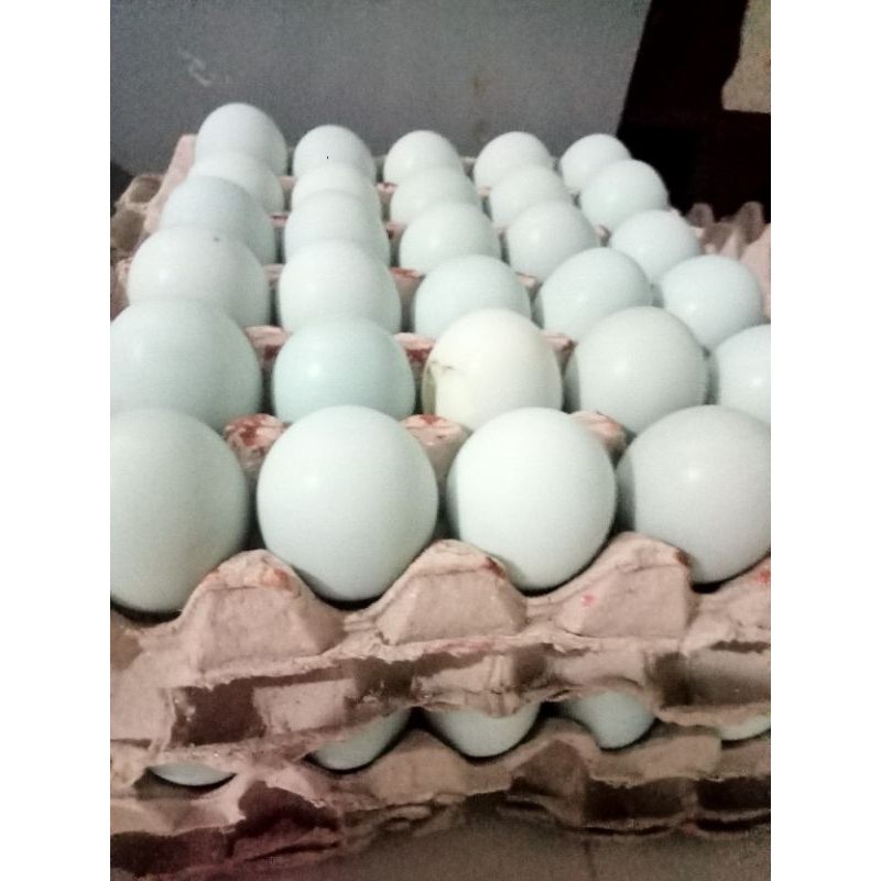 

Telor Asin Matang manik merah 20/Butir