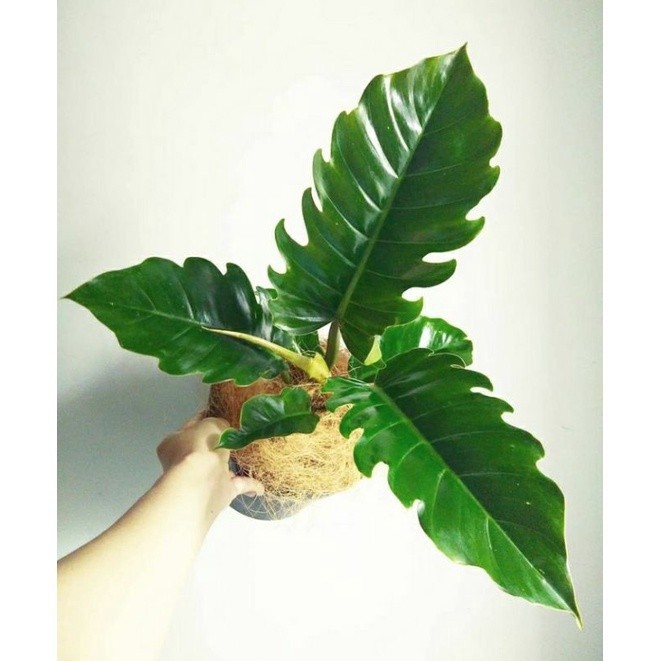 Philodendron Green Saw 4-5 Daun / Philo Greensaw