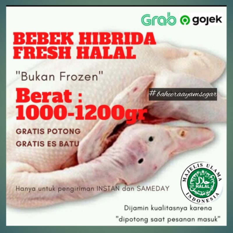 

bebek hibrida fresh halal 1000-1200gr