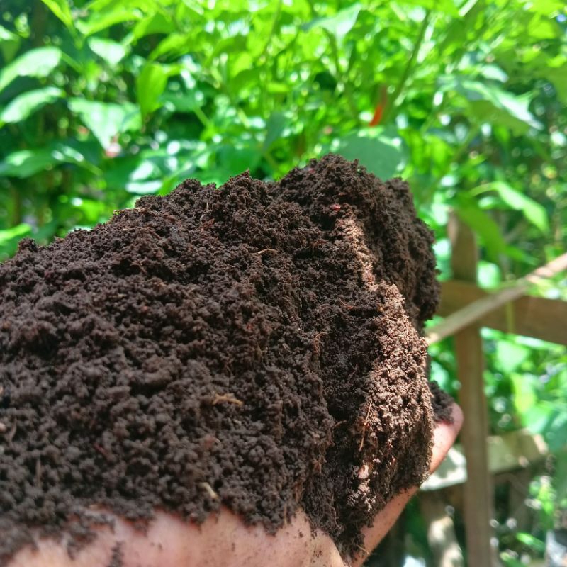 media tanam/semai tanah humus