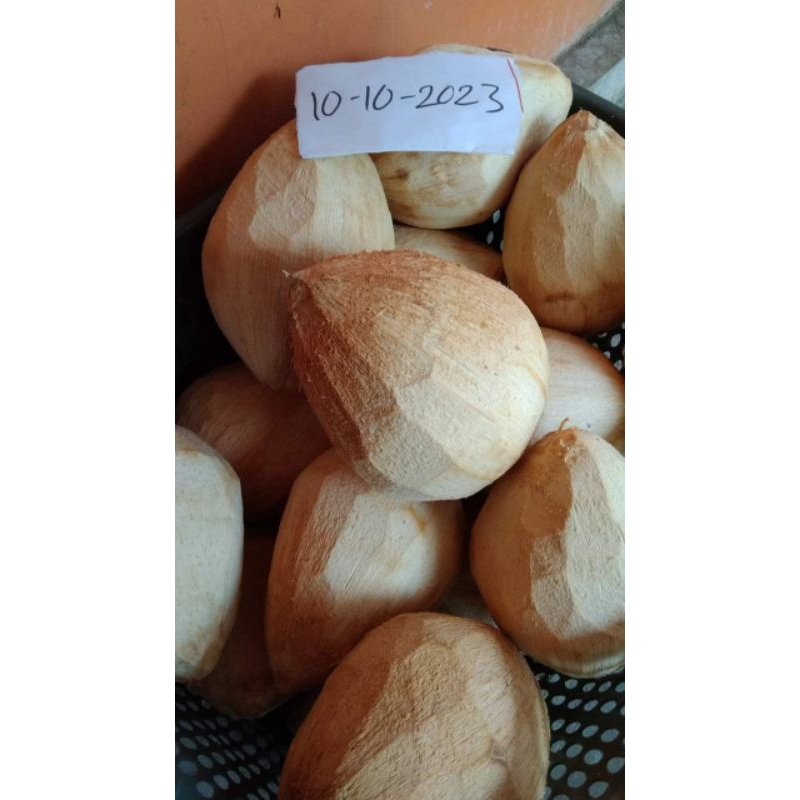 

kelapa kopyor