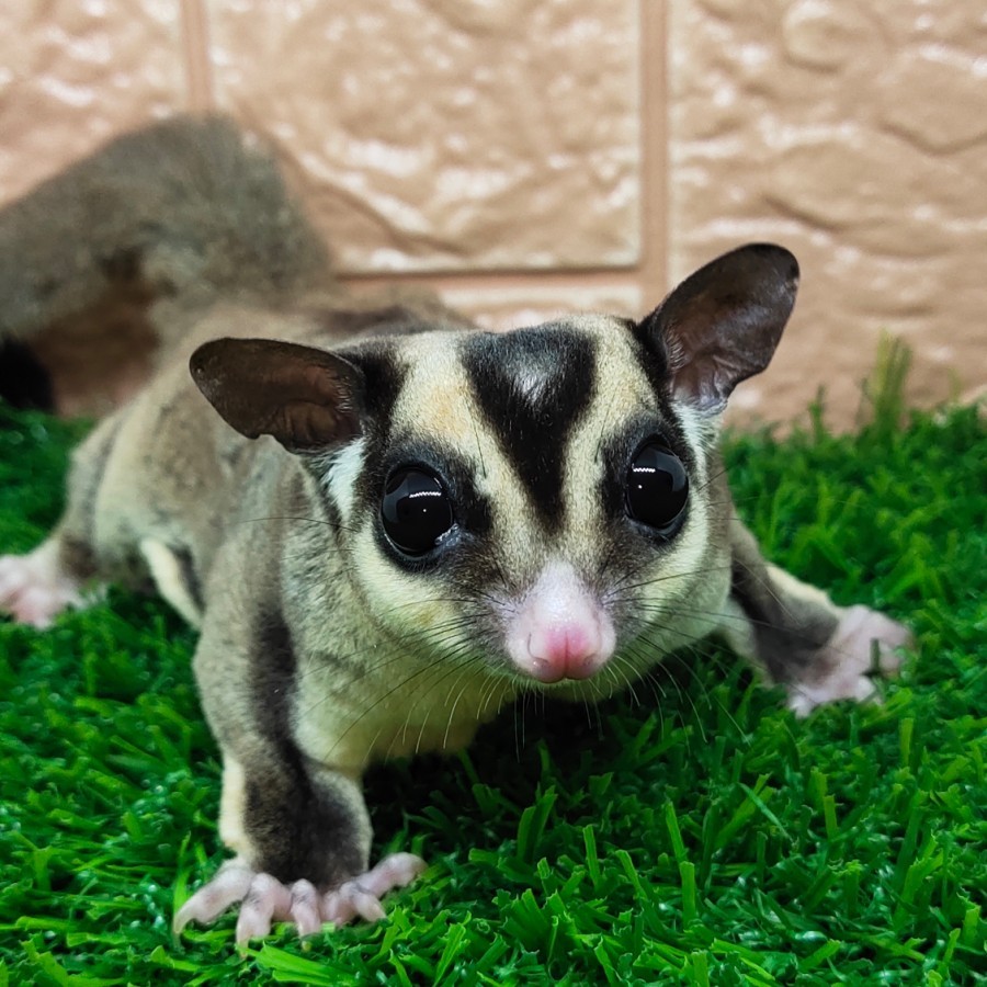 Sugar Glider Classic Grey Indukan