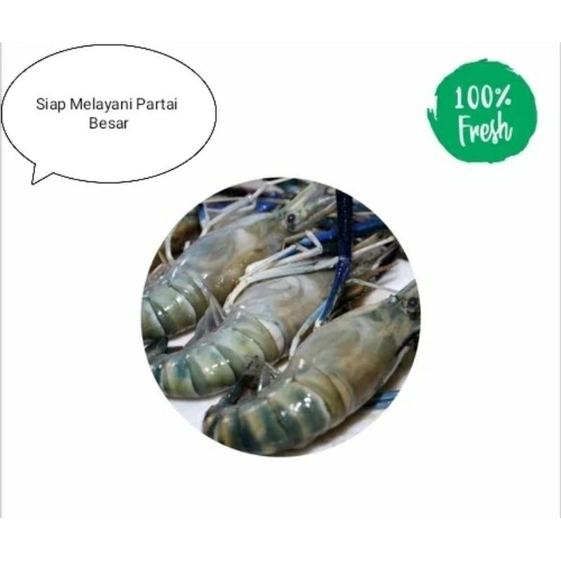 

udang galah fresh harian 1 kg