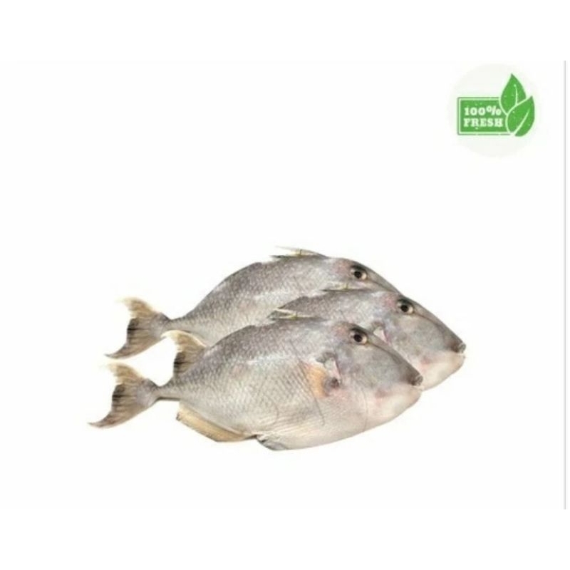 

ikan ayam-ayam fresh harian 1 kg
