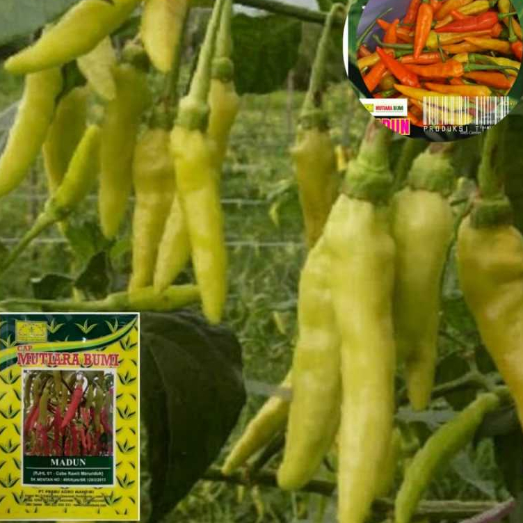 benih cabe rawit madun/mutiara bumi 10 gram