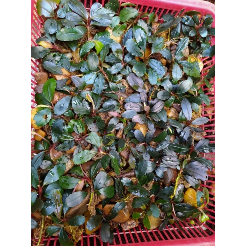 bucephalandra brownie murah