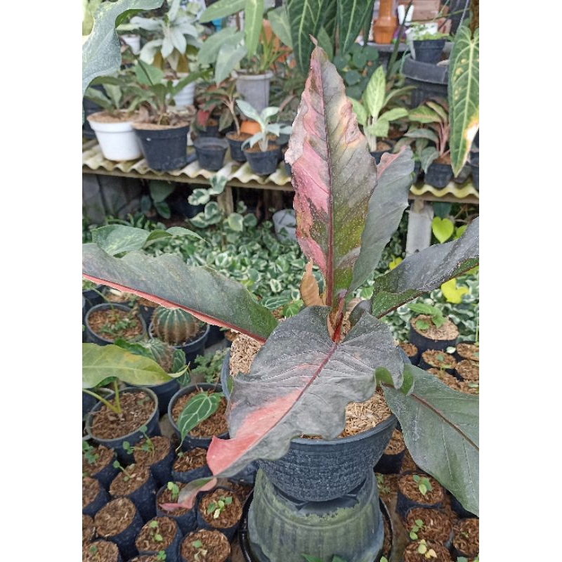 Anthurium Hokeri Pink (Red Fanta)