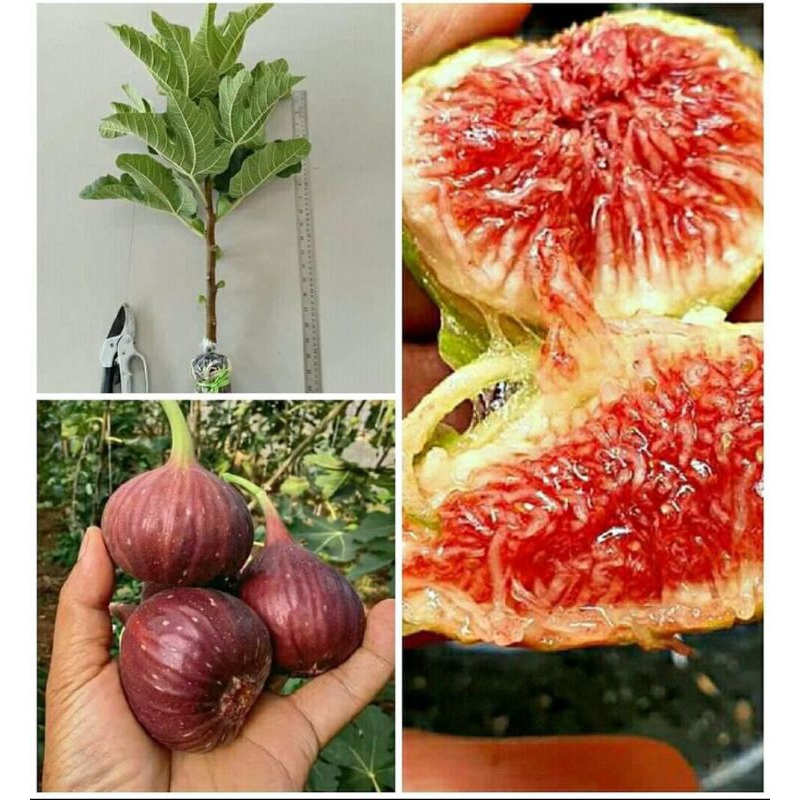 BIBIT BUAH TIN CANGKOK SIAP BERBUAH