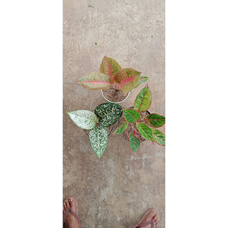 Aglonema paket 3 pot |herliquen|biglive|lipstik zebra