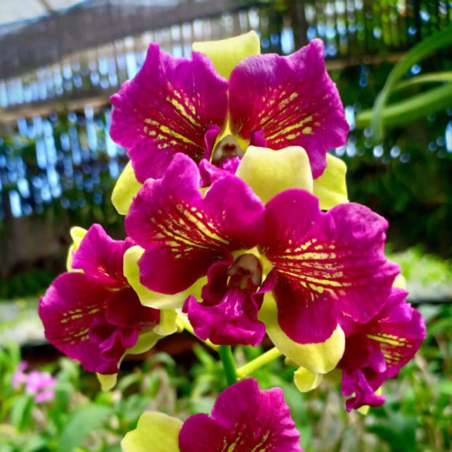 Anggrek Dendrobium Nopporn 3 Lips - Dewasa