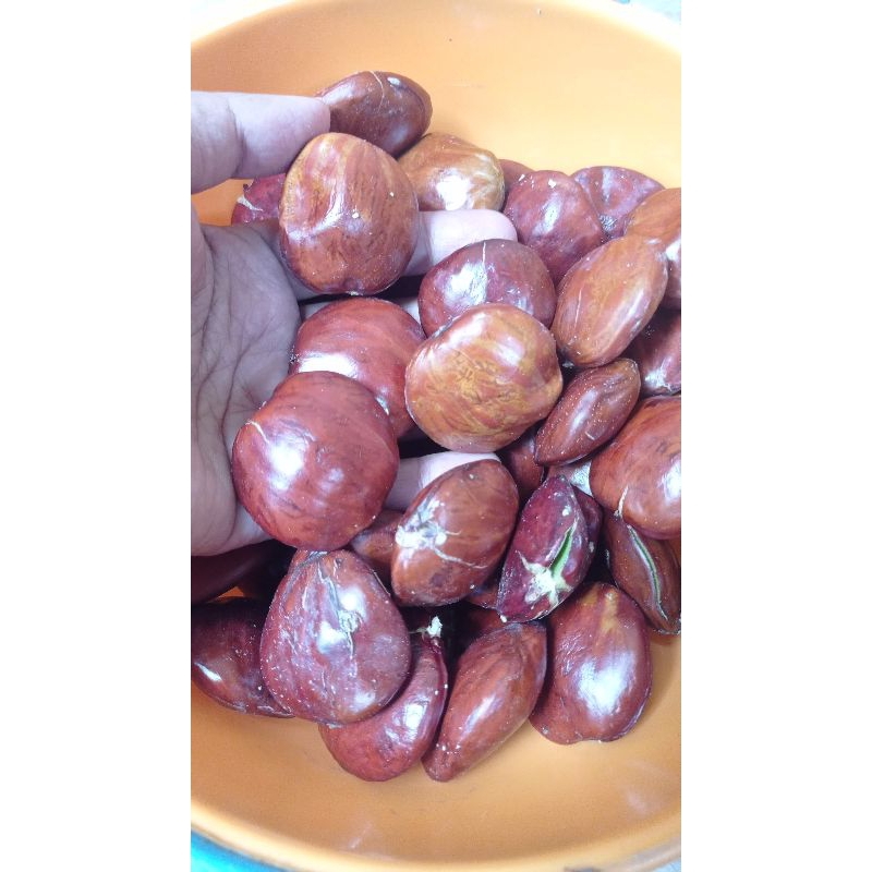 

Jengkol Fresh Jengkol Tua Jengkol Pulen