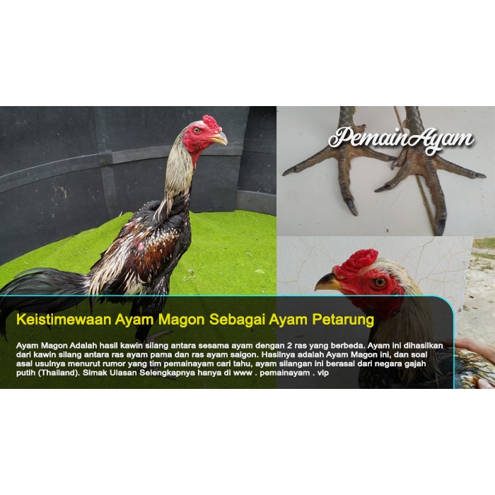 TELUR AYAM BANGKOK MAGON UNTUK DI TETASKAN
