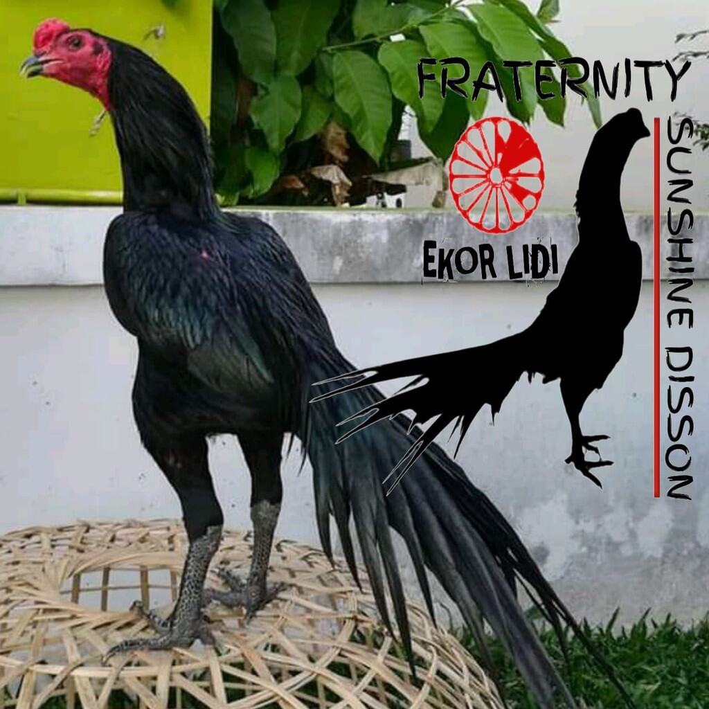 Telur Ayam Bangkok Ekor Lidi Untuk Ditetaskan
