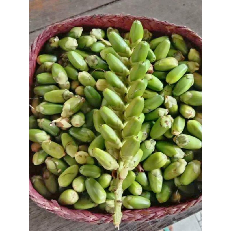 

jeruju 1+ ons garansi 150 butir