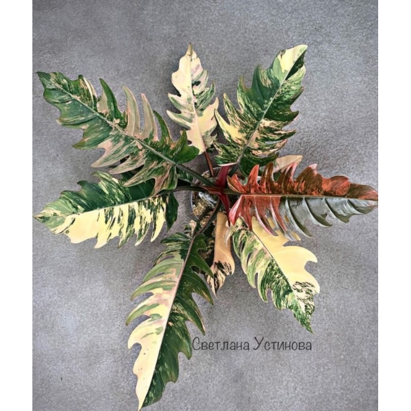 tanaman philodendron caramel marble varigata