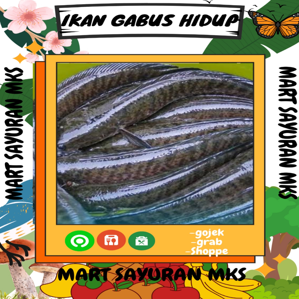 

Ikan Gabus Hidup