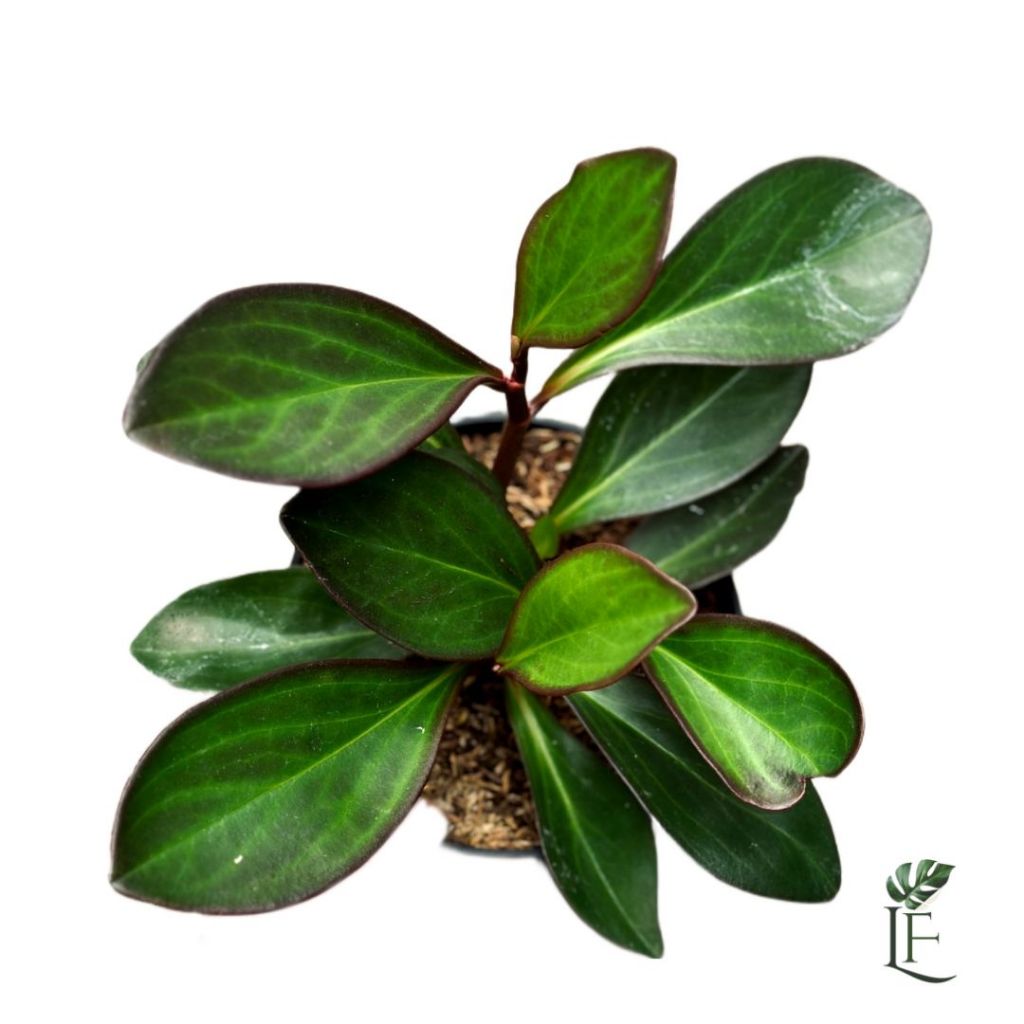 Peperomia Teplan Hitam