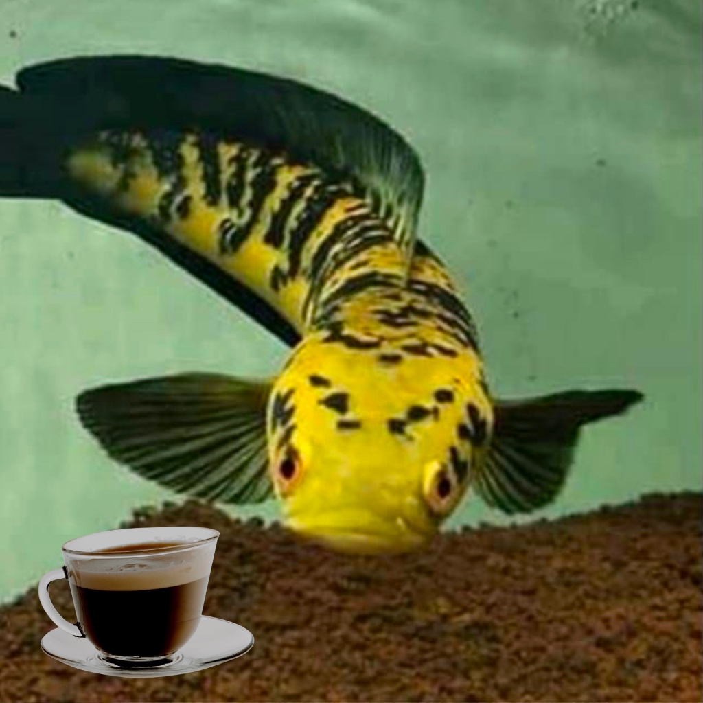 

Kopi maru ys bahan single tank