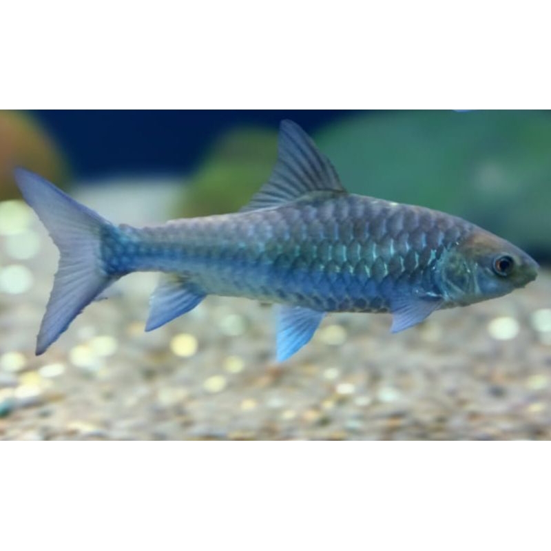 Neo Stracheyi Thailand Blue Mahseer babby 10-11cm