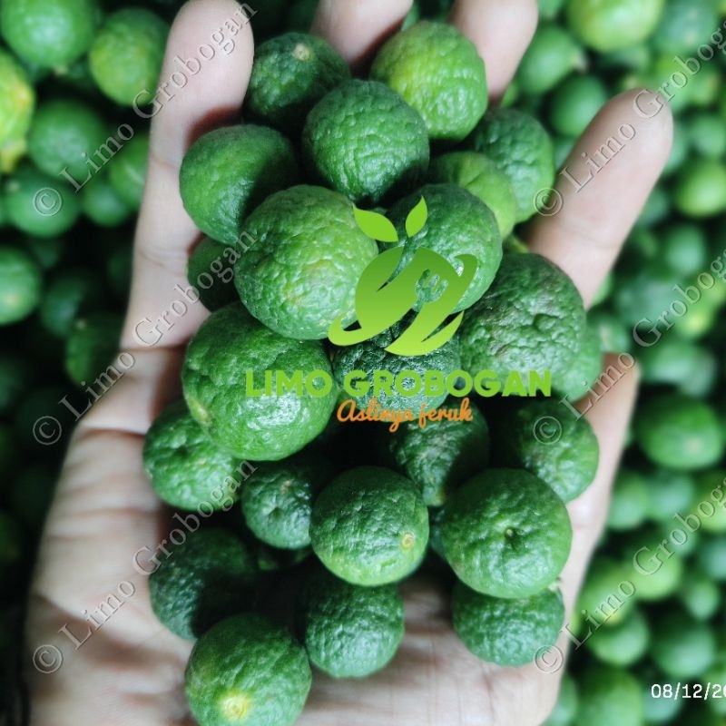 

Jeruk limo 5 kg fresh/jeruk limau