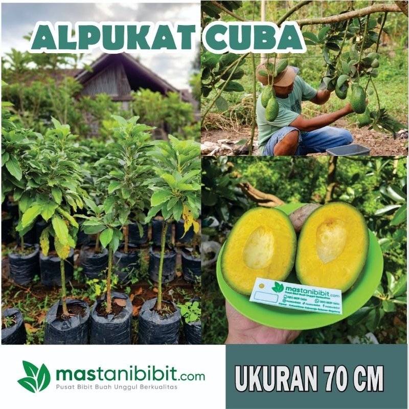 Bibit Alpukat Cuba