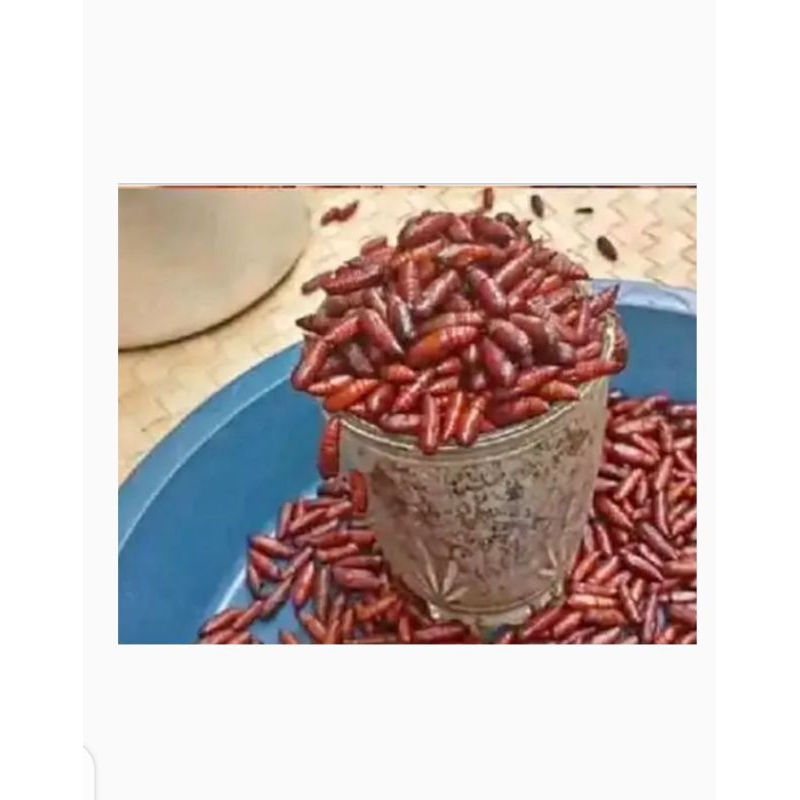 

Ungker jati Fress harga per 50gram / setengah gelas blimbing (Mentah kering)