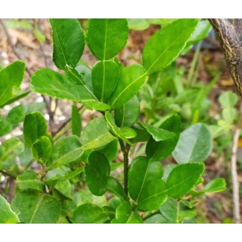 tanaman daun jeruk buat masak atau jeruk pecel