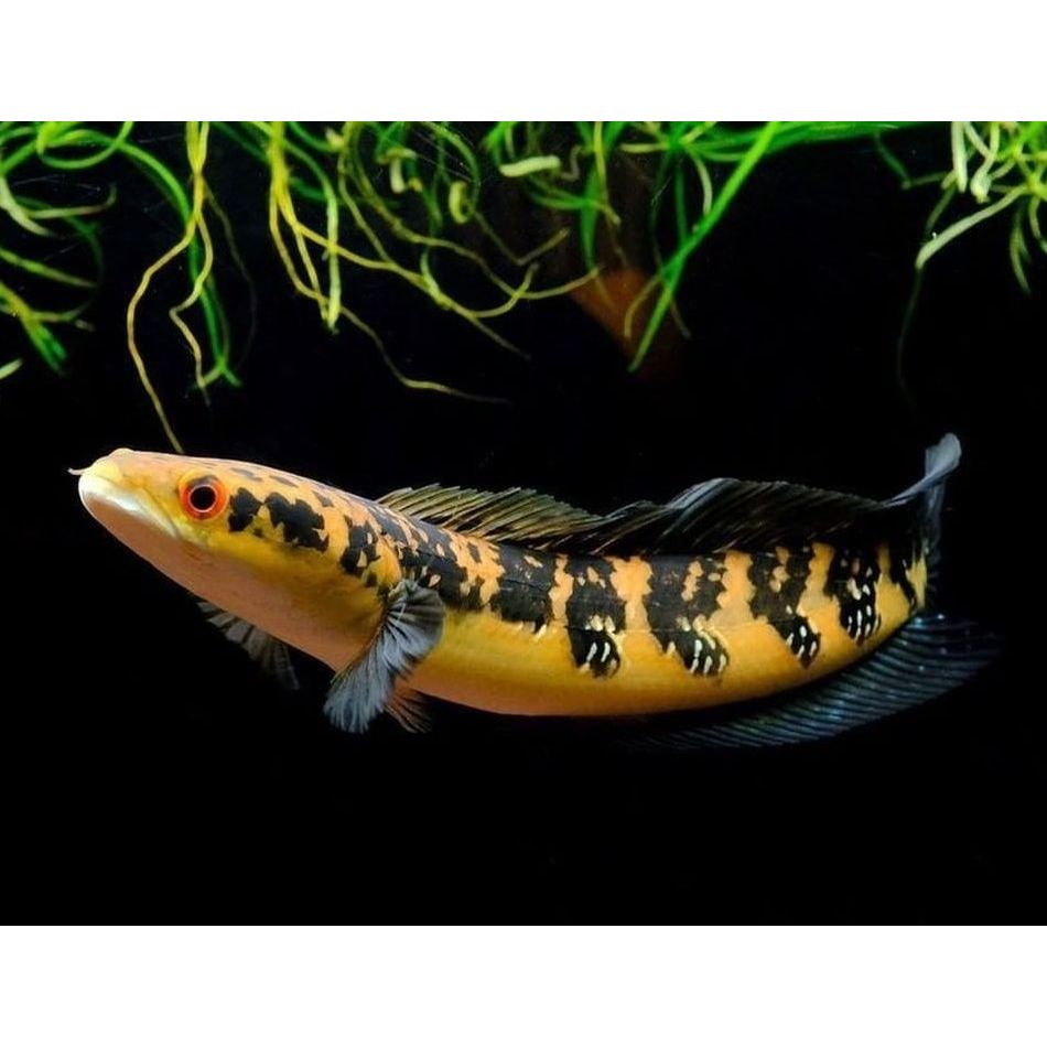 CHANNA MARU YELLOW SENTARUM 14-16 CM GRADE A BAHAN KONTES