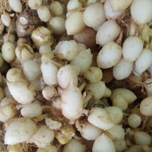 

PROMONSD6 Kunyit putih segar Harga pas