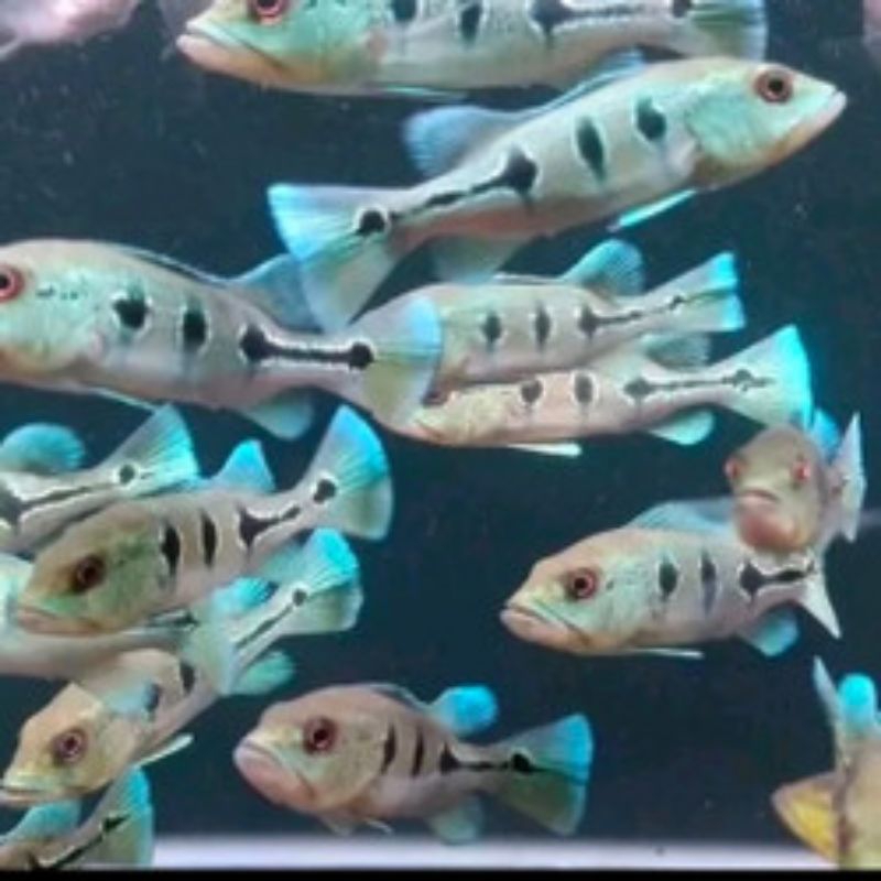 Pbass orinoco size 15-17cm