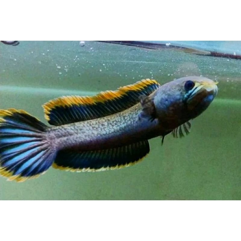 SUPERR Limbata CB 6-7cm FLERING Kaca/Tangan(Bonus patung Channa)