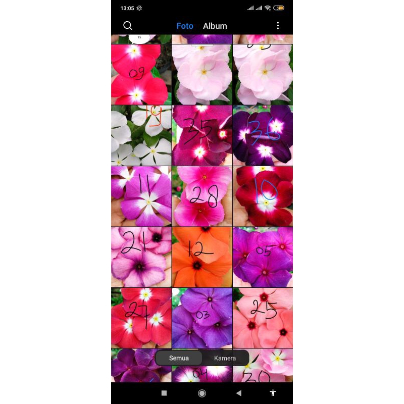 biji bunga vinca mix