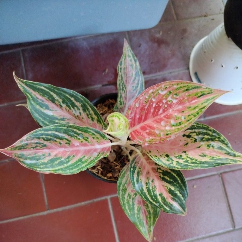 aglonema pink beauty