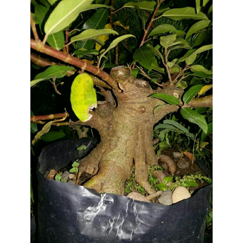 bahan bonsai loa bogel